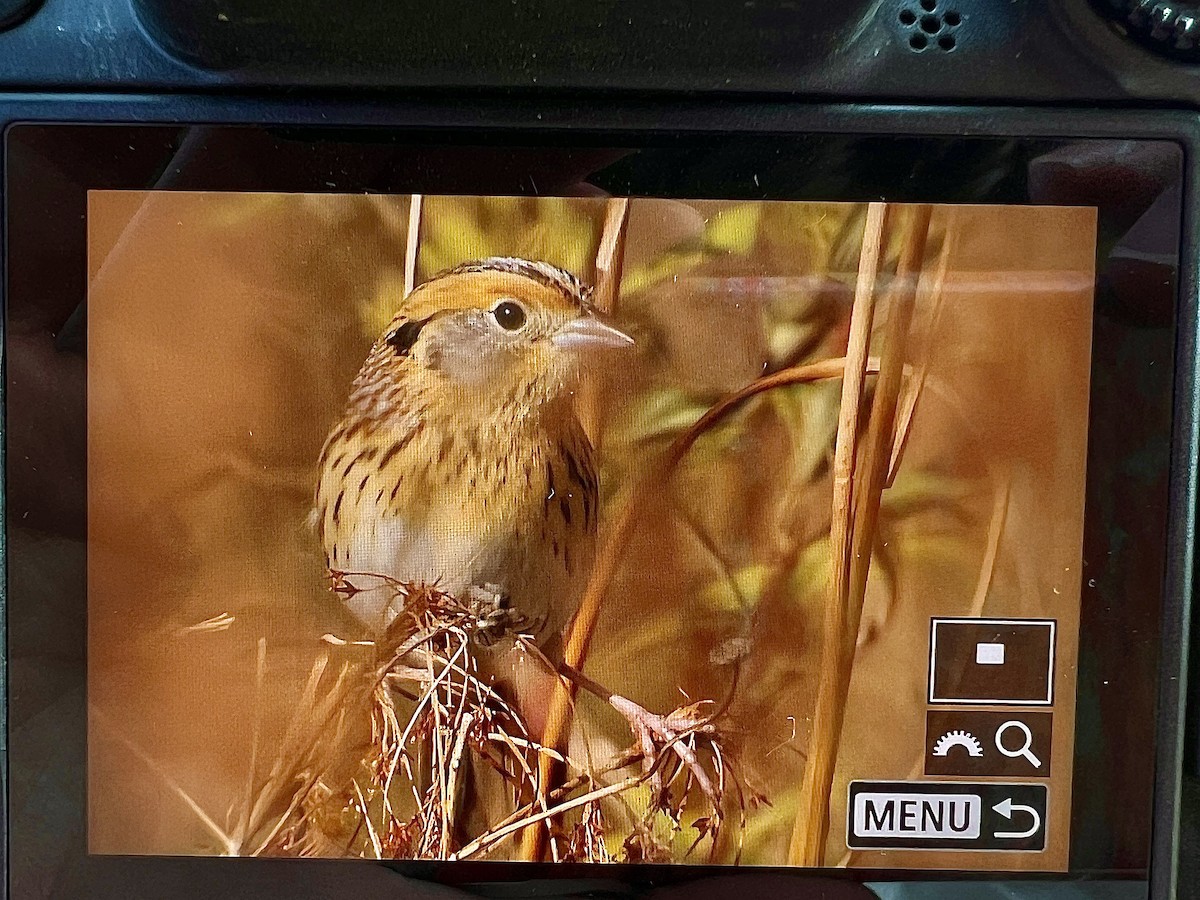 LeConte's Sparrow - ML610852323