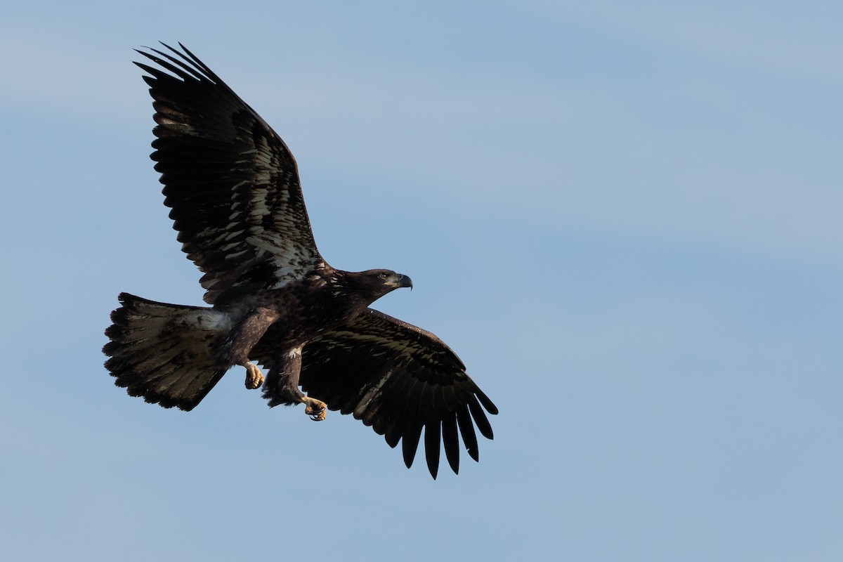 Bald Eagle - ML610852383