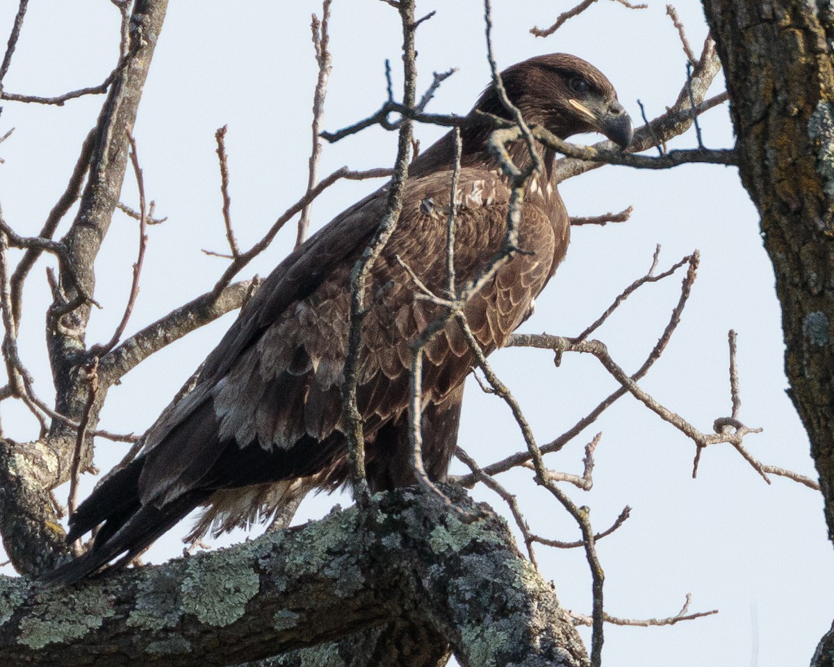 Bald Eagle - ML610852384