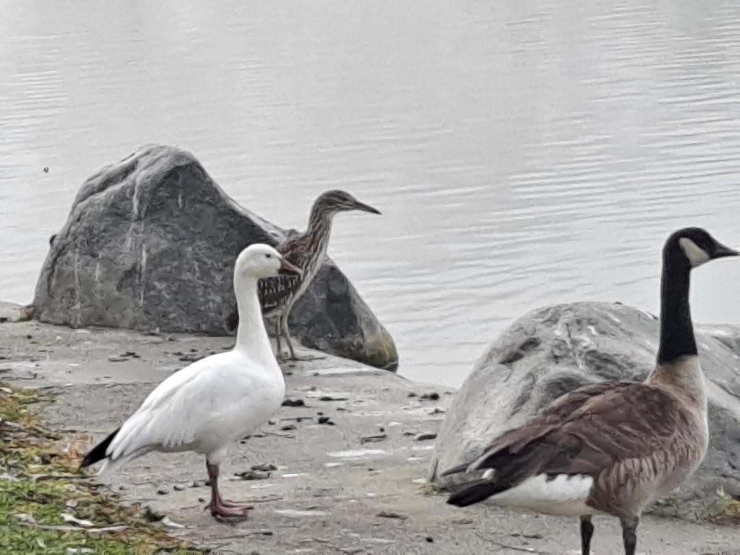 Snow Goose - Ann Marshall