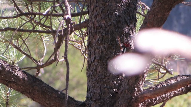 Red-naped x Red-breasted Sapsucker (hybrid) - ML610852479