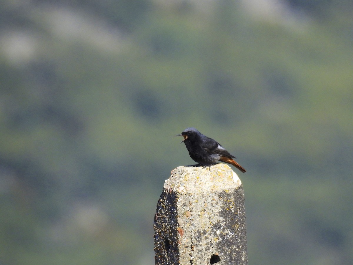 Black Redstart - ML61085251