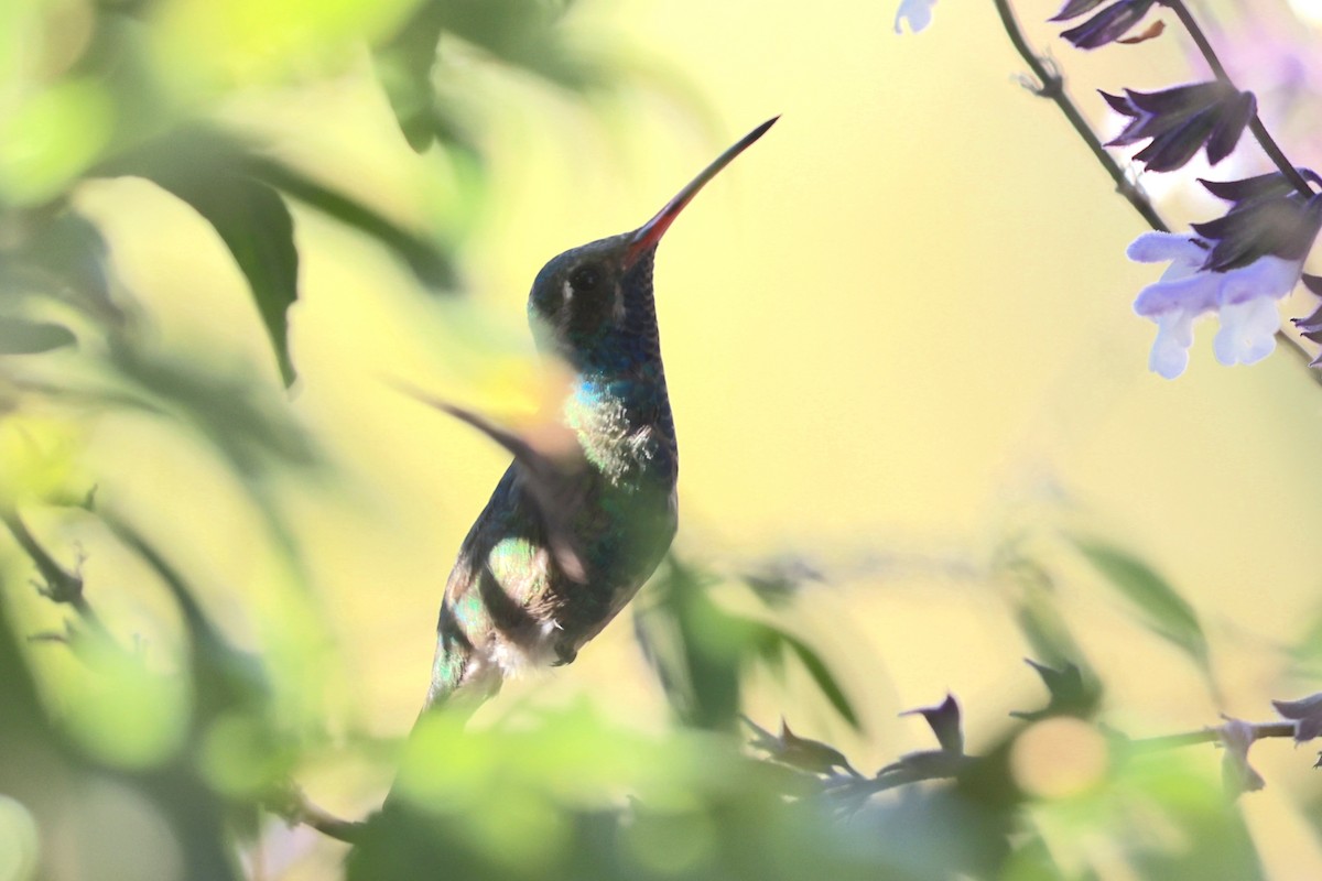 Broad-billed Hummingbird - ML610852627