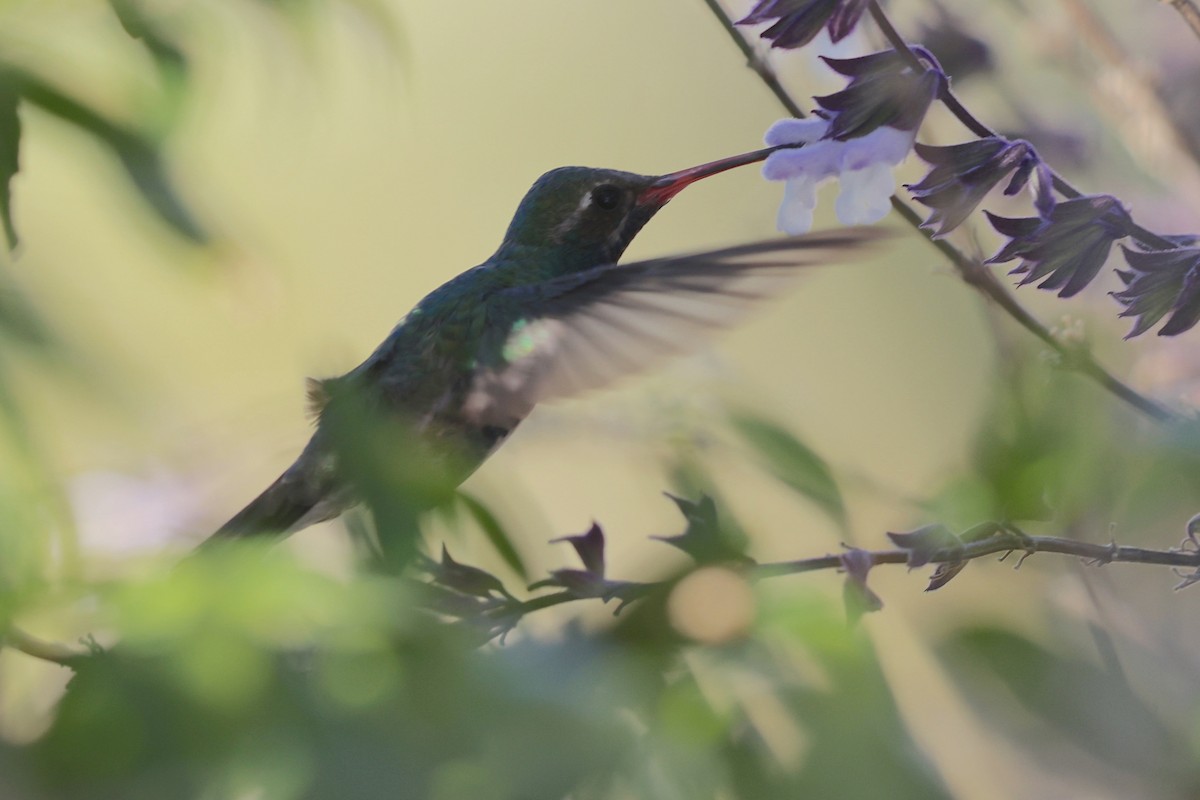 Colibrí Piquiancho Común - ML610852628