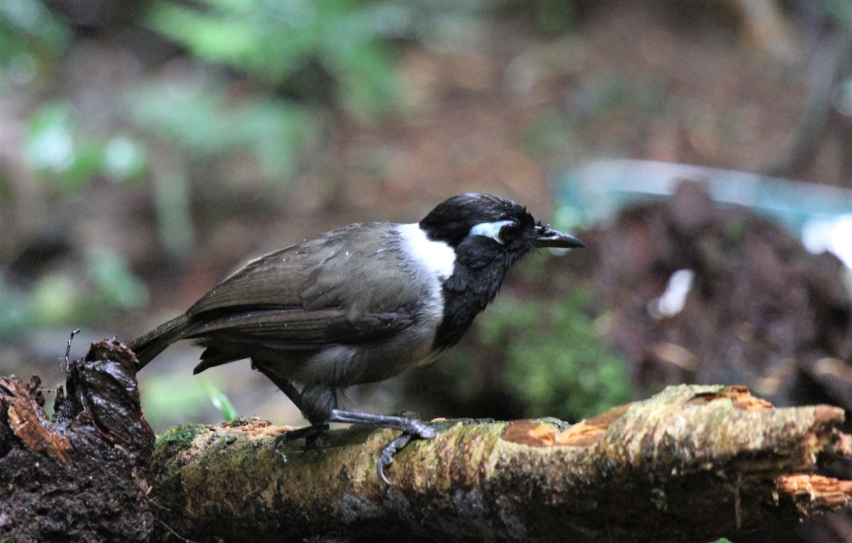 Black-hooded Laughingthrush - ML610852666