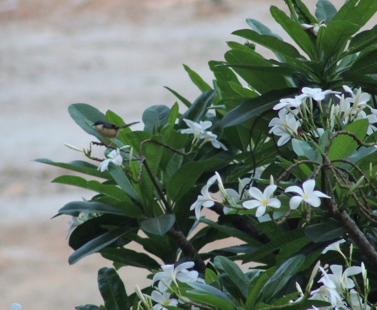 Ashy Prinia - ML610852671