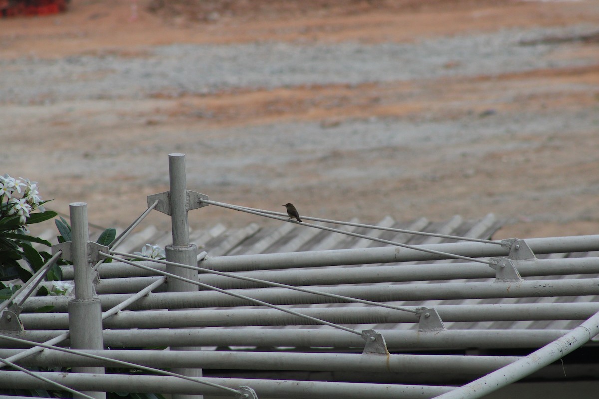 Ashy Prinia - ML610852676