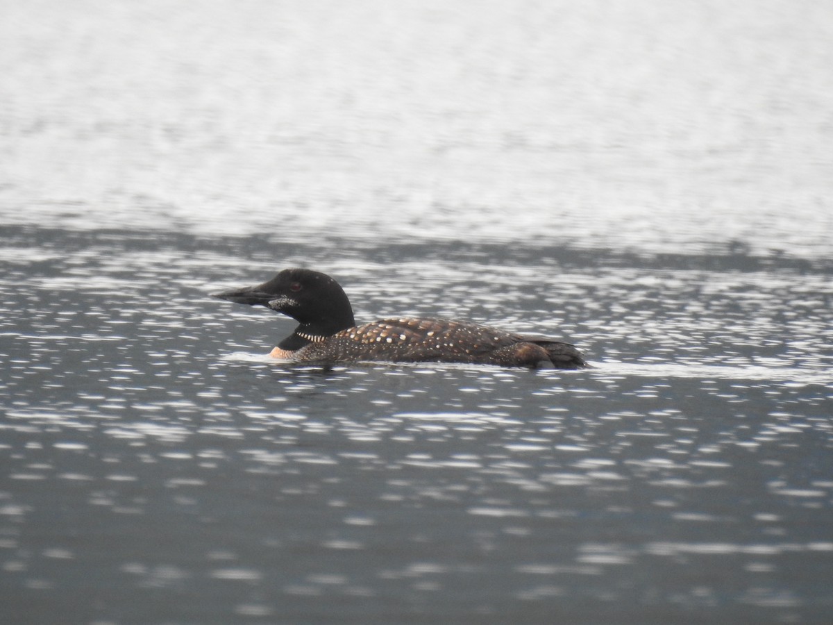 Common Loon - ML610852681