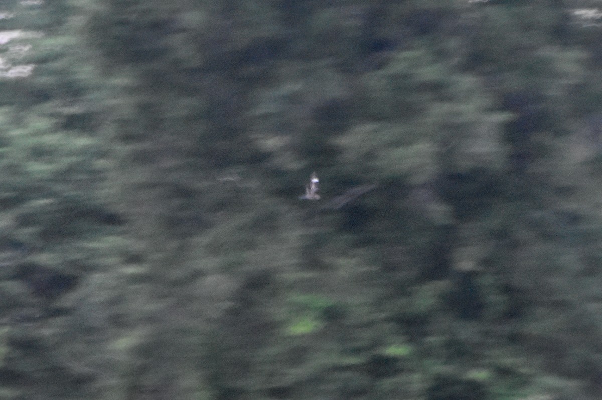 Common Nighthawk - ML610852699