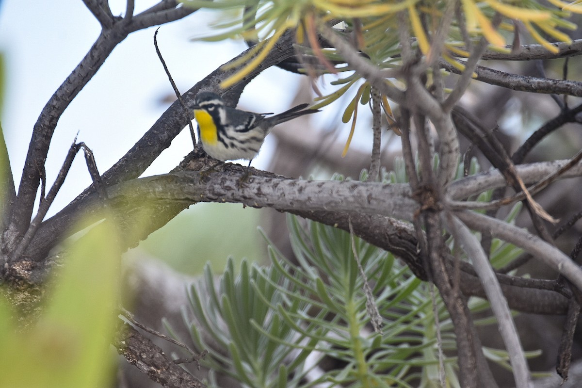 Yellow-throated Warbler - Jane Crawford