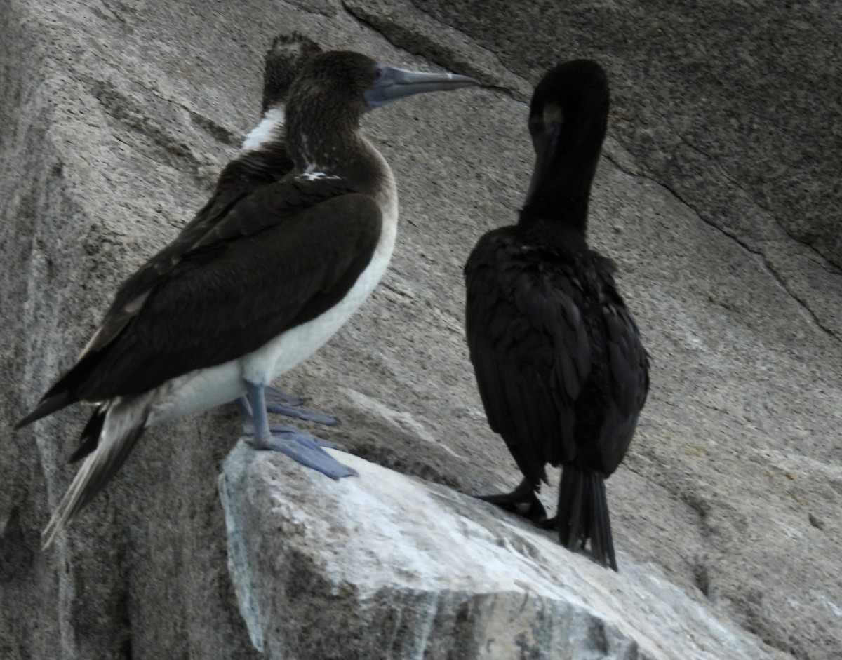 Blue-footed Booby - Elizabeth Stakenborg