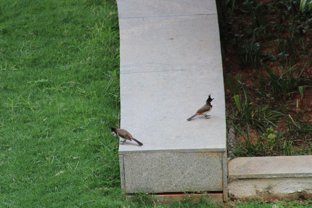 紅耳鵯 - ML610852927