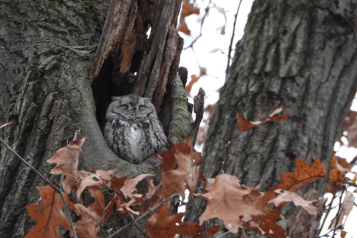 Eastern Screech-Owl - ML610852988