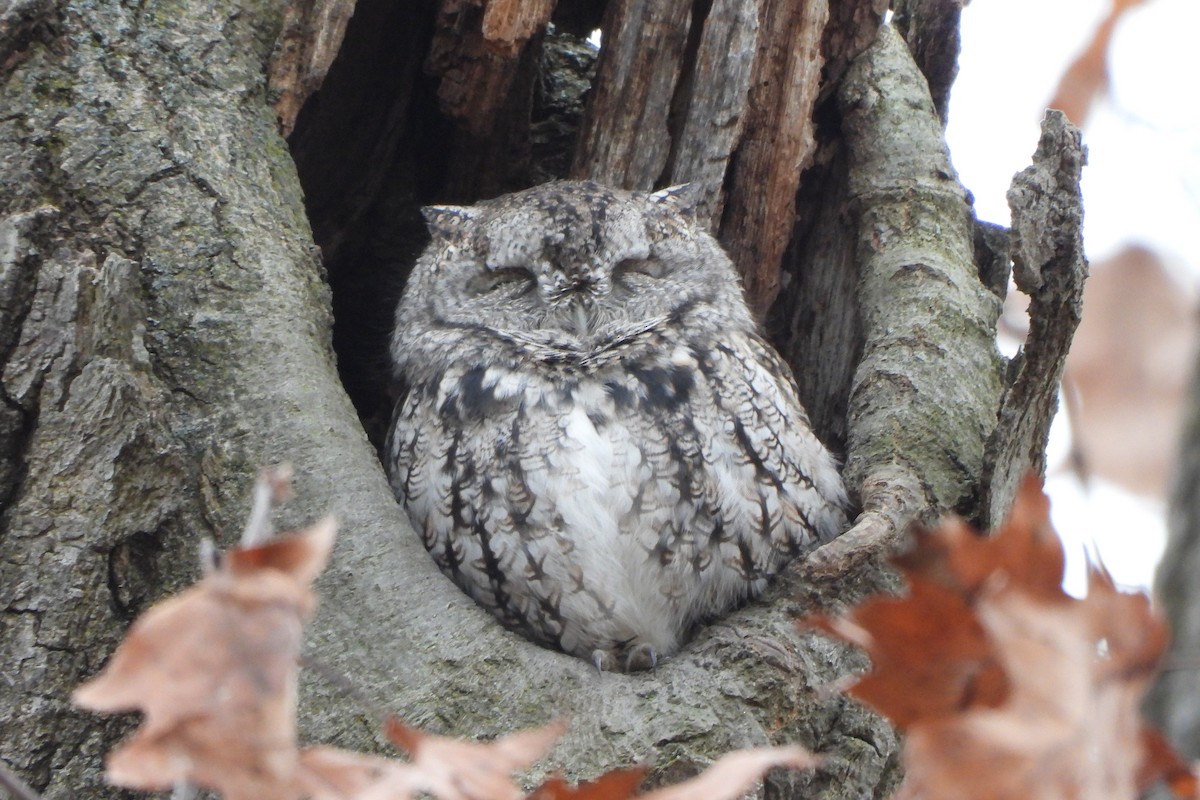 Eastern Screech-Owl - ML610853007