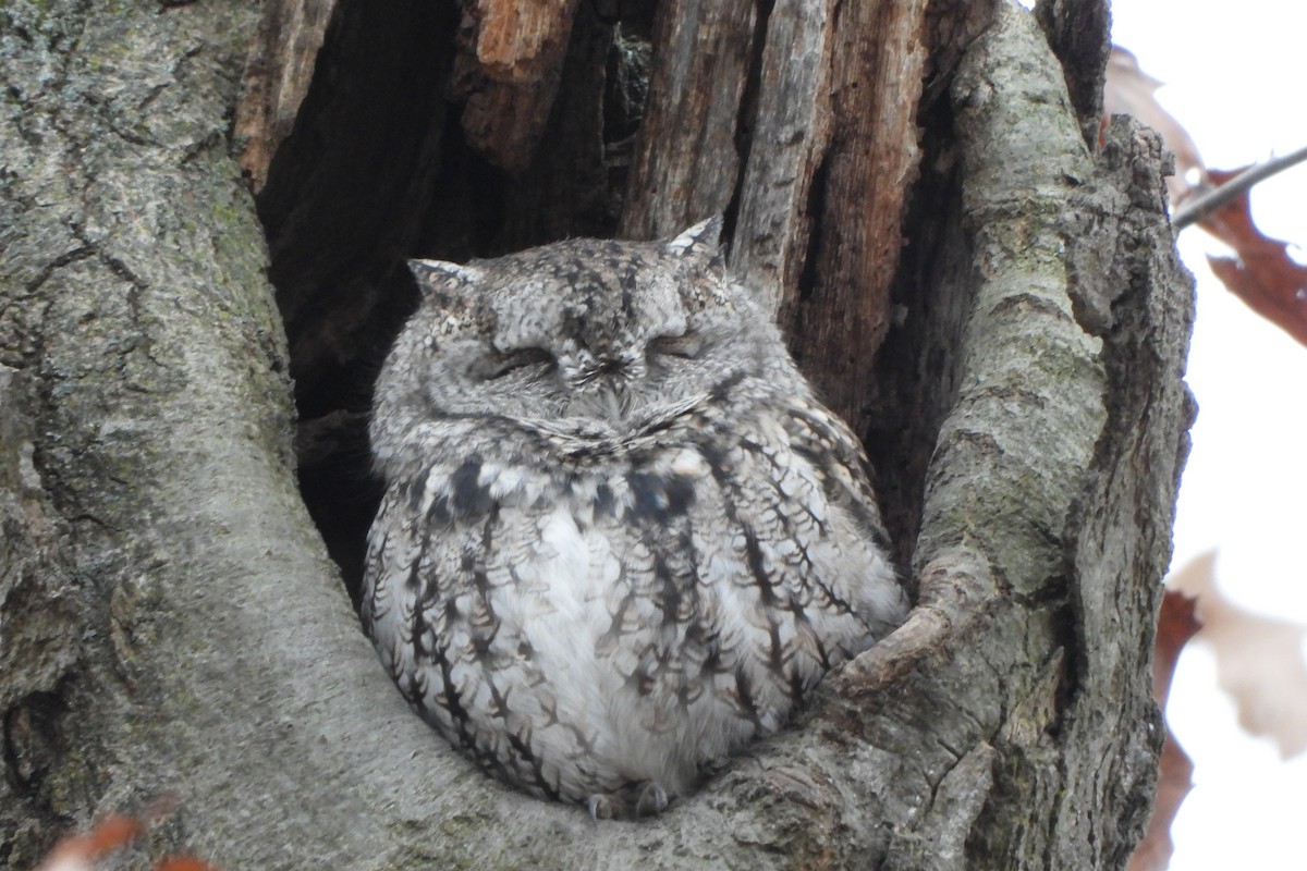 Eastern Screech-Owl - ML610853022