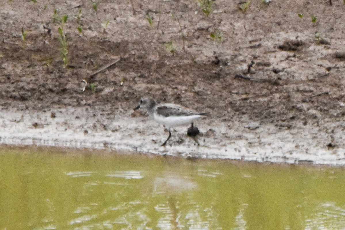 Semipalmated Sandpiper - ML610853230