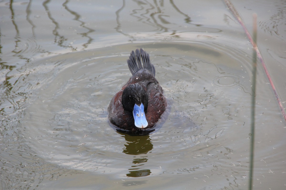 Blue-billed Duck - ML610853240