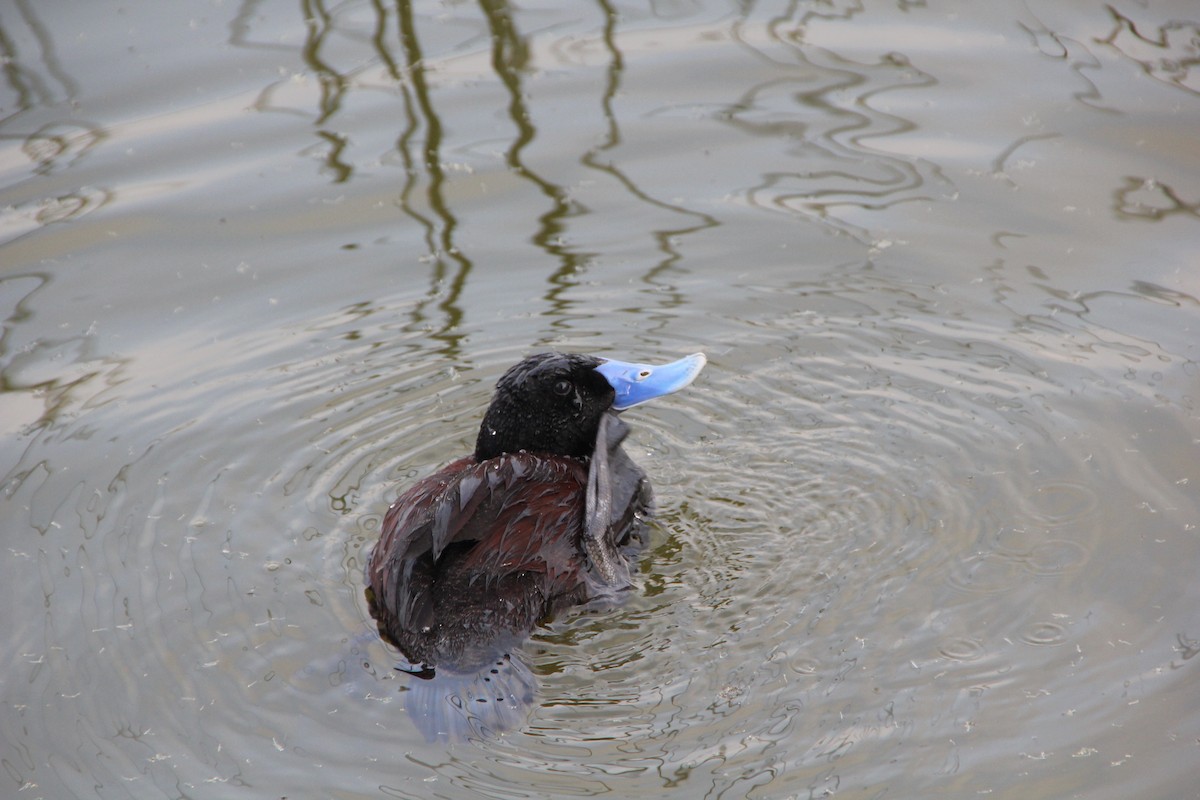 Blue-billed Duck - ML610853244