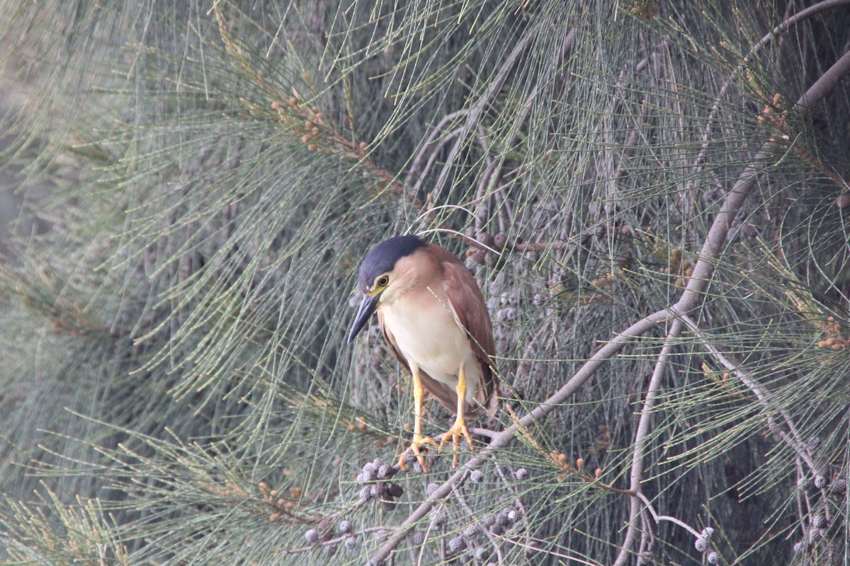 Nankeen Night Heron - ML610853259