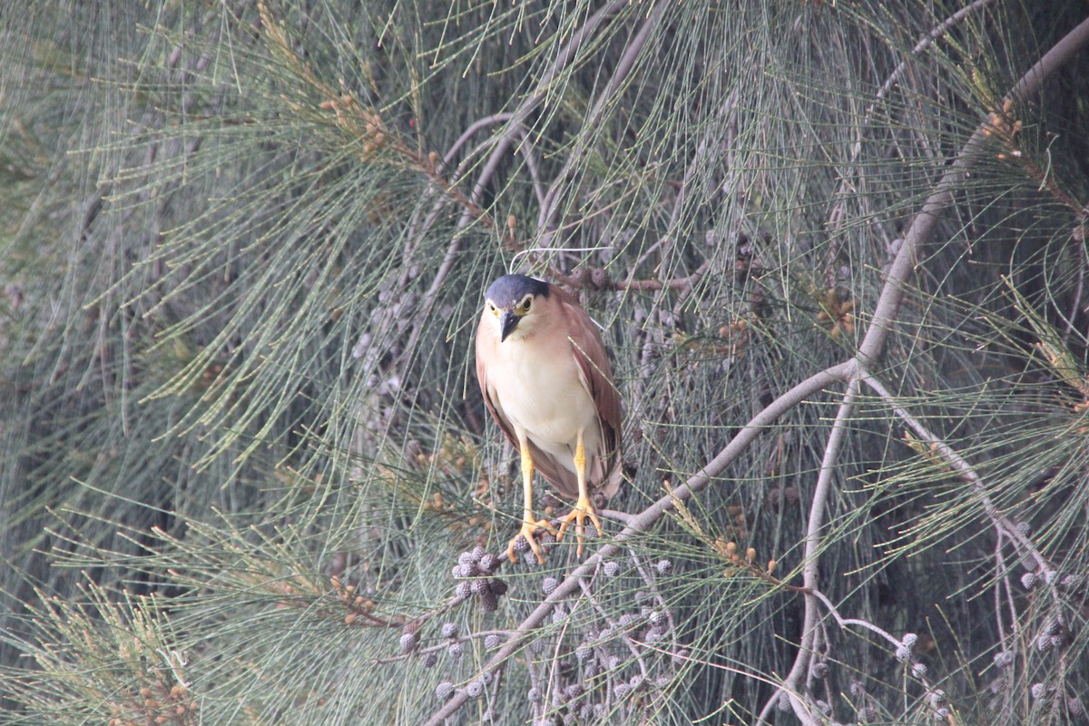 Nankeen Night Heron - ML610853260