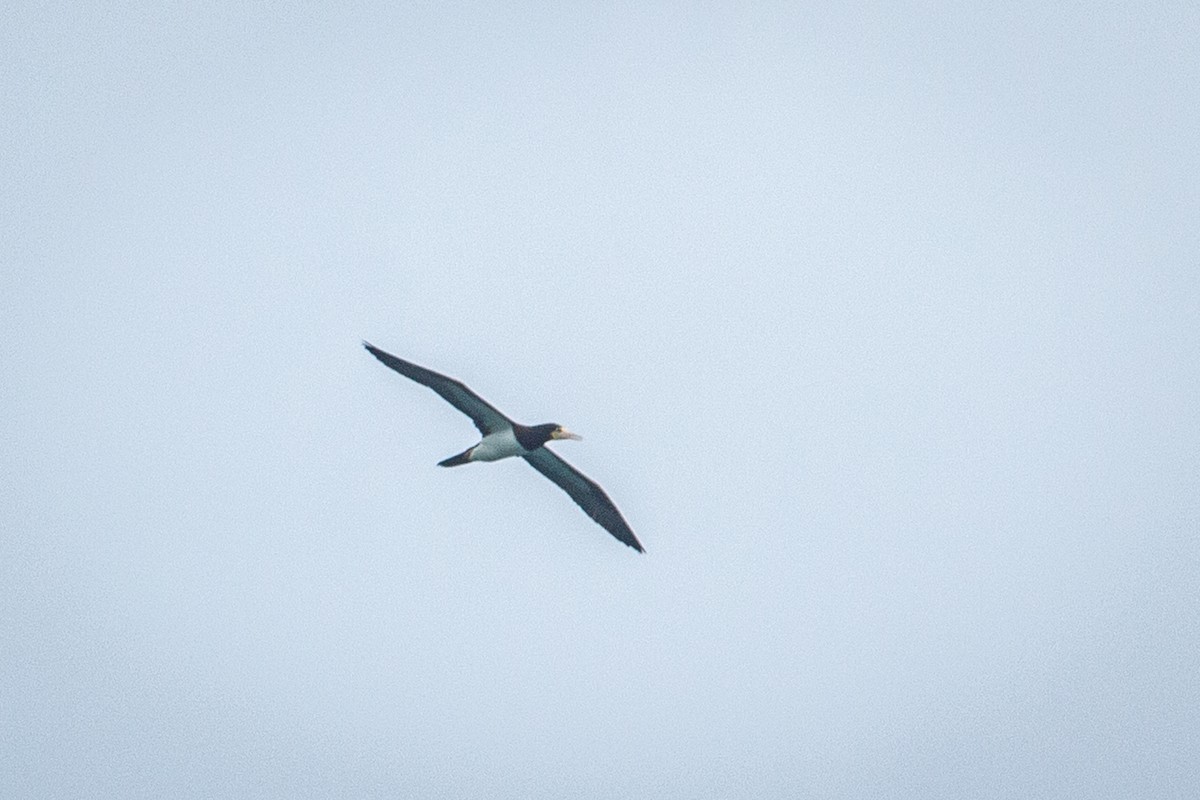 Brown Booby - ML610853295