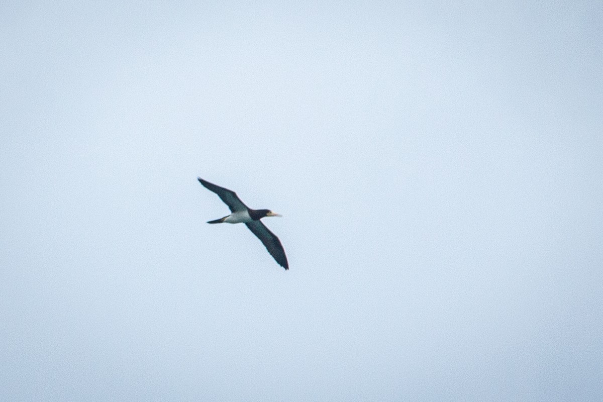 Brown Booby - ML610853296