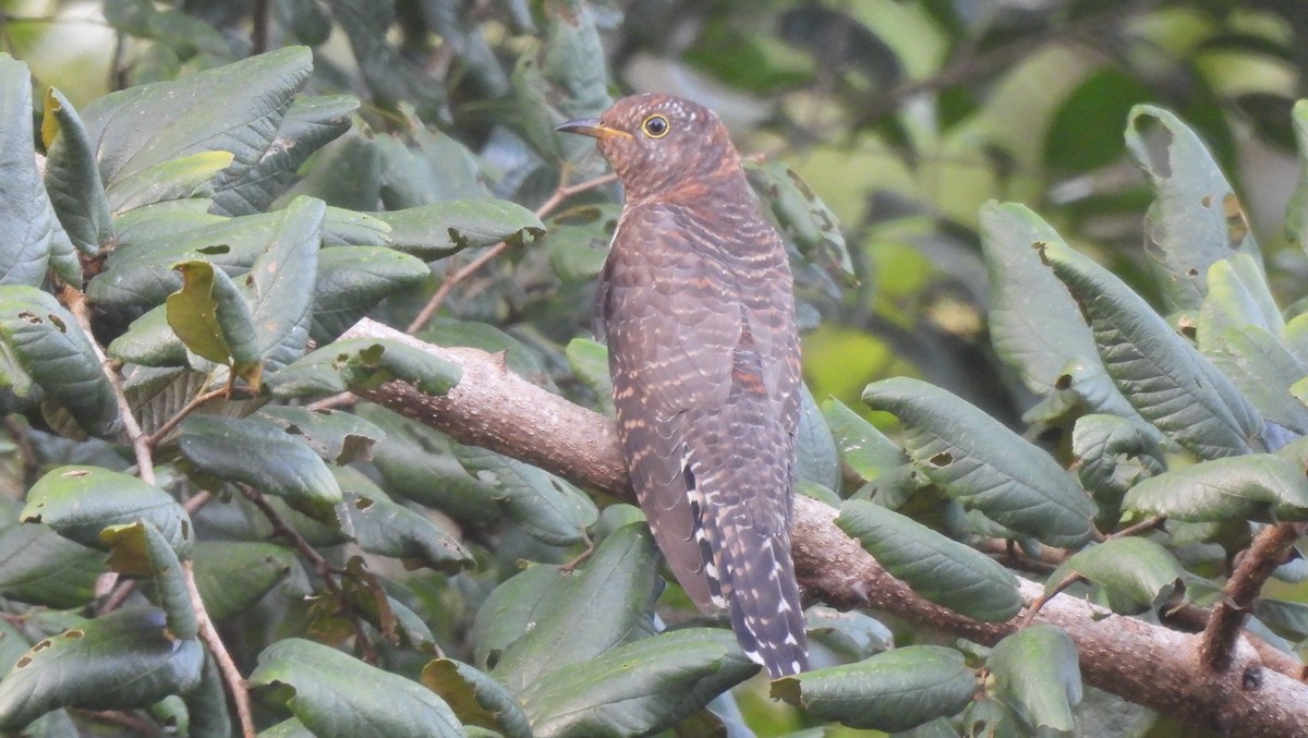 Lesser Cuckoo - Roshnath Ramesh