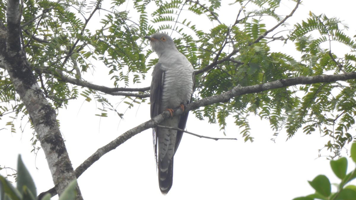 Common Cuckoo - Roshnath Ramesh