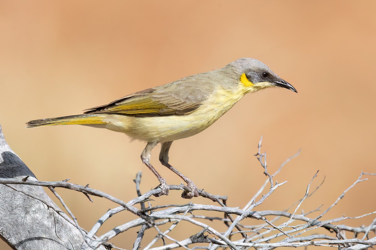 Gray-headed Honeyeater - David Irving