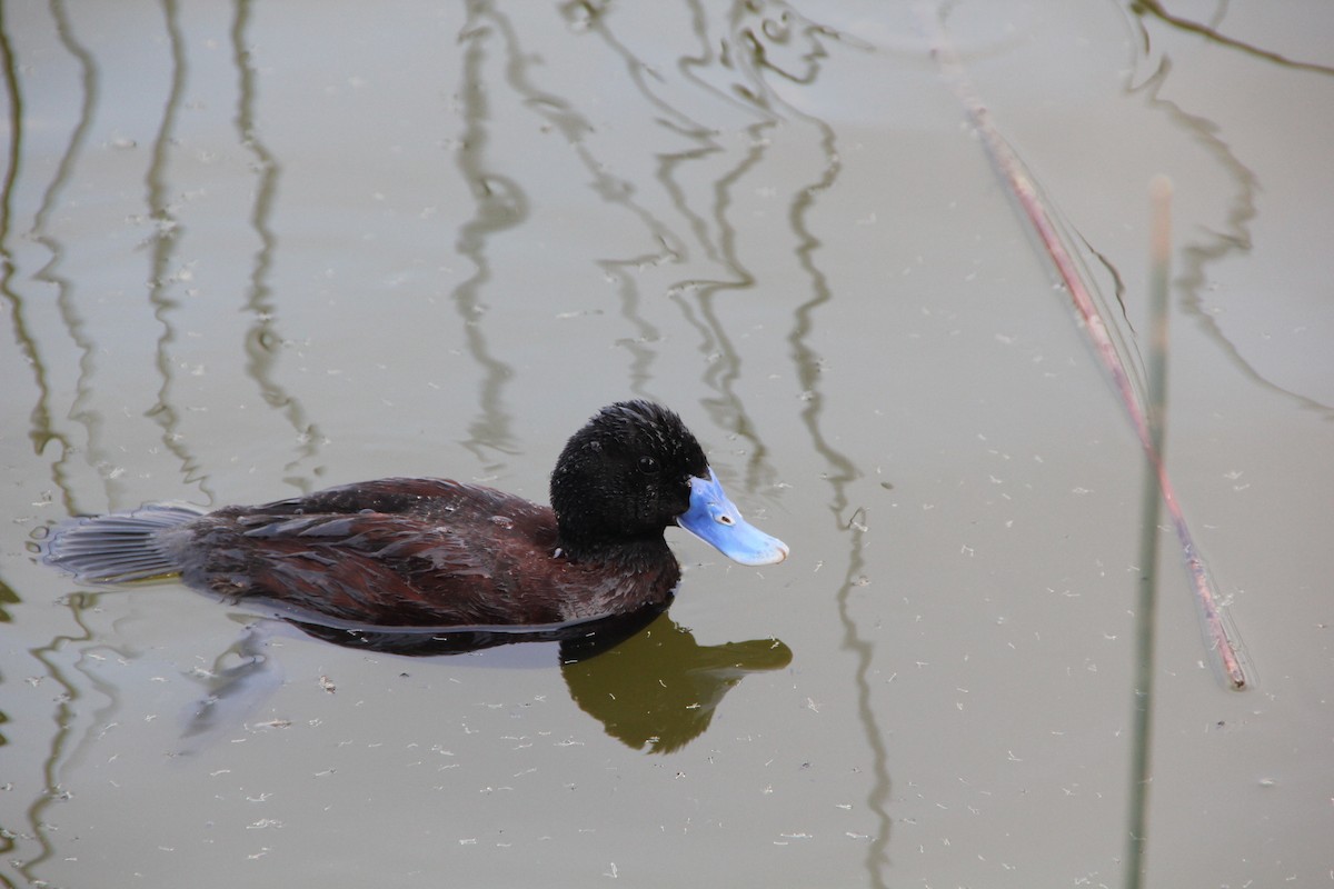 Blue-billed Duck - ML610853390