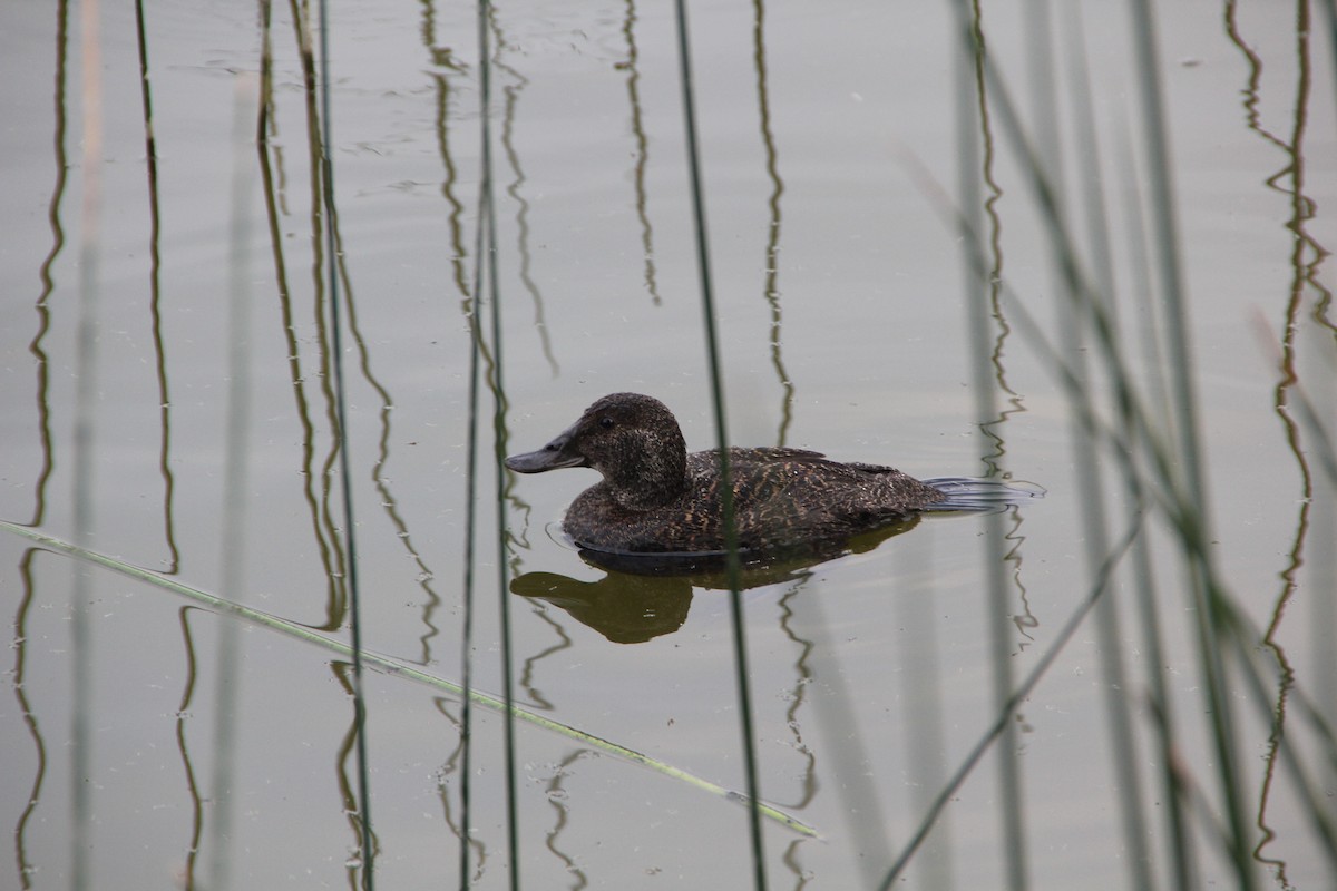 Blue-billed Duck - ML610853391