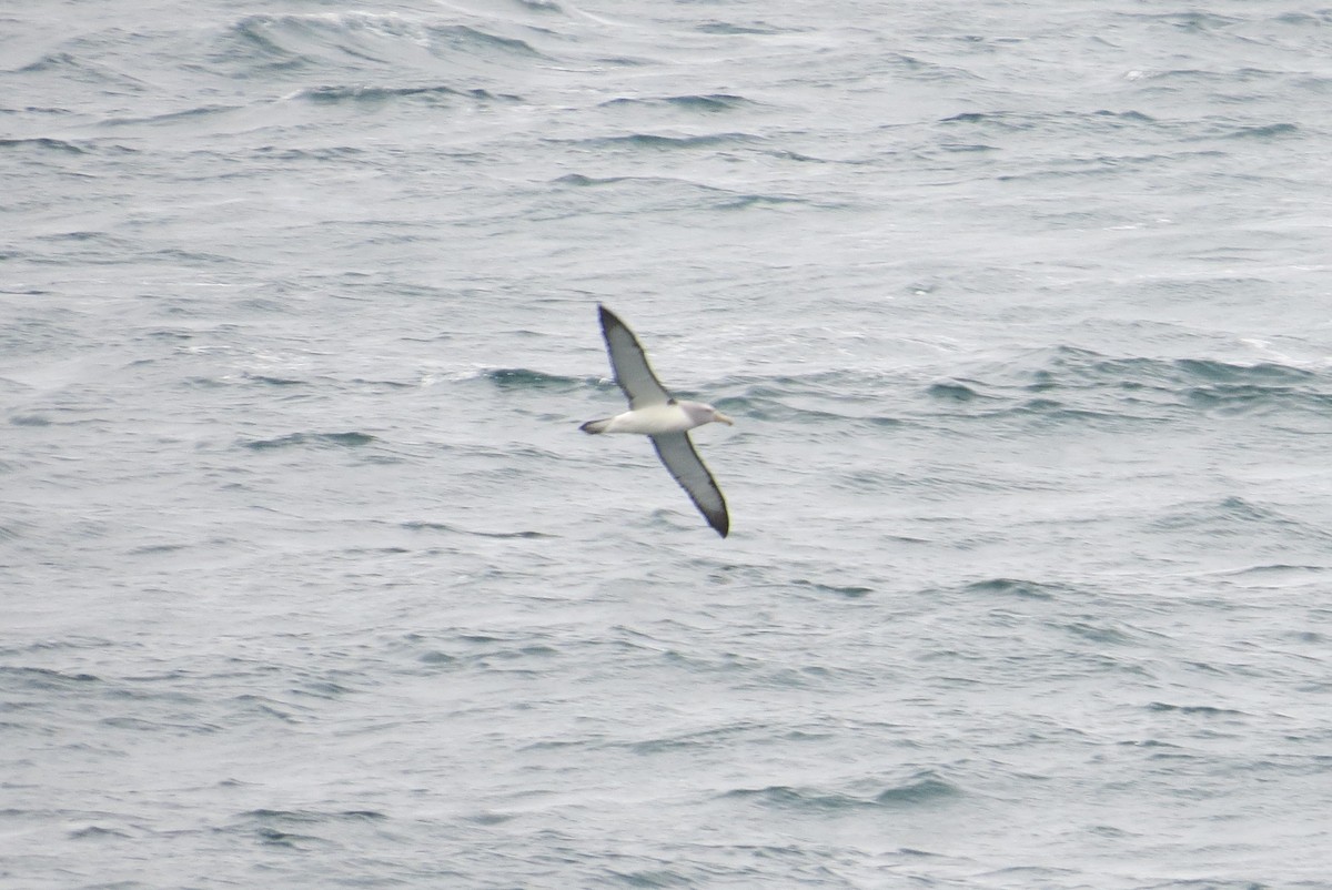 Salvin's Albatross - ML610853410