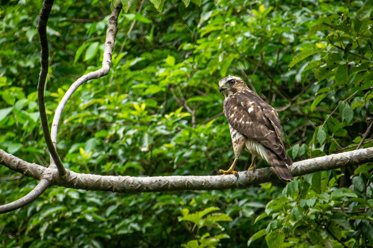 Broad-winged Hawk - ML610853443