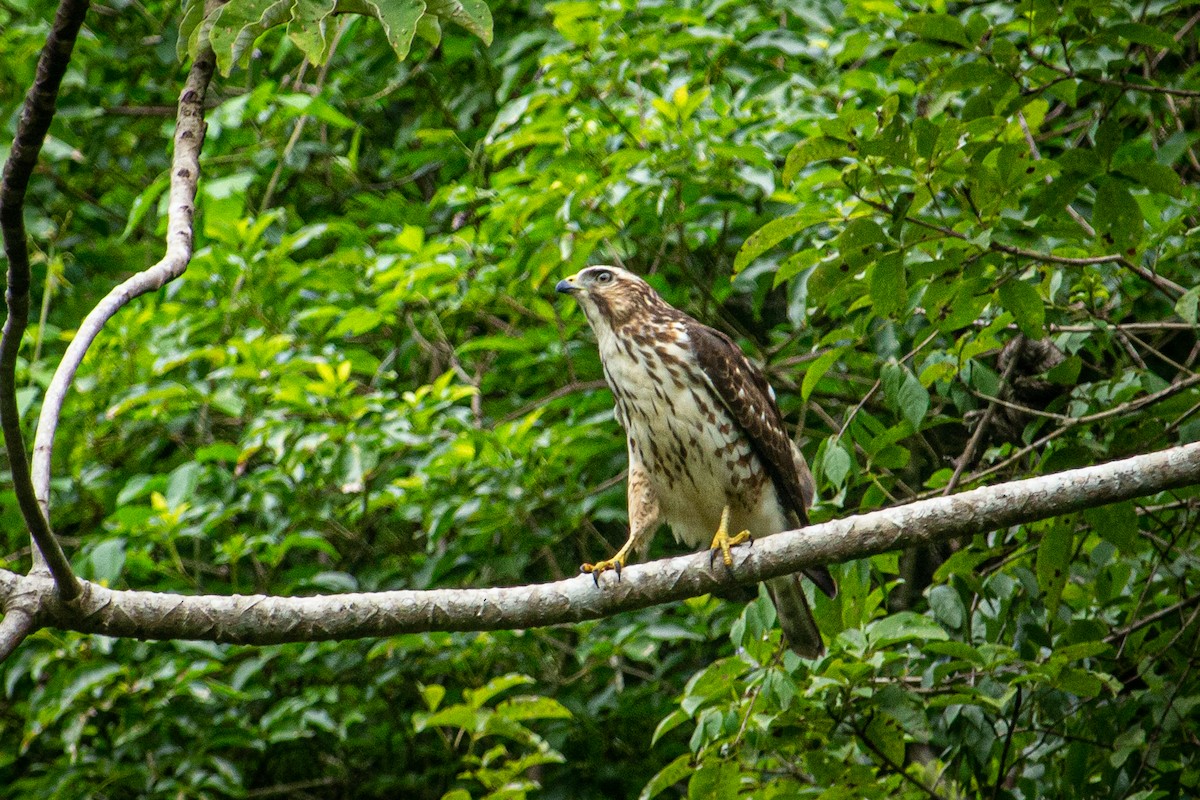 Broad-winged Hawk - ML610853447