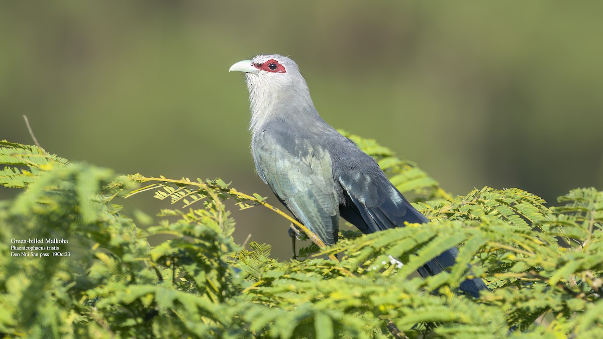 Green-billed Malkoha - ML610853607