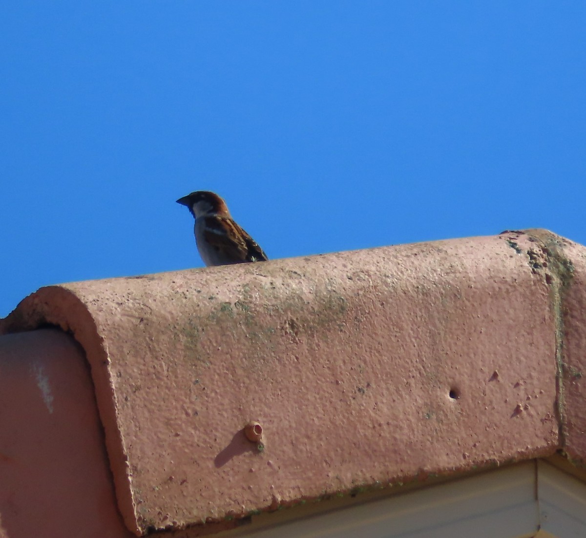 House Sparrow - ML610853620