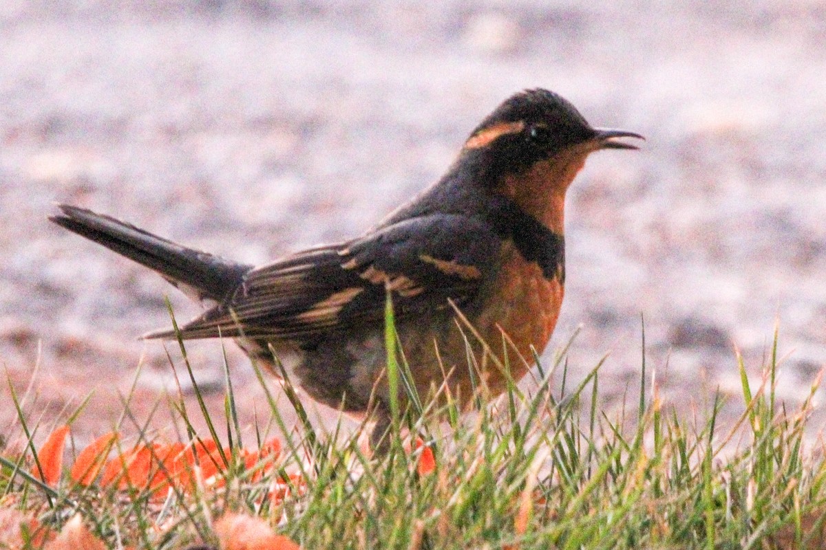 Varied Thrush - ML610853648