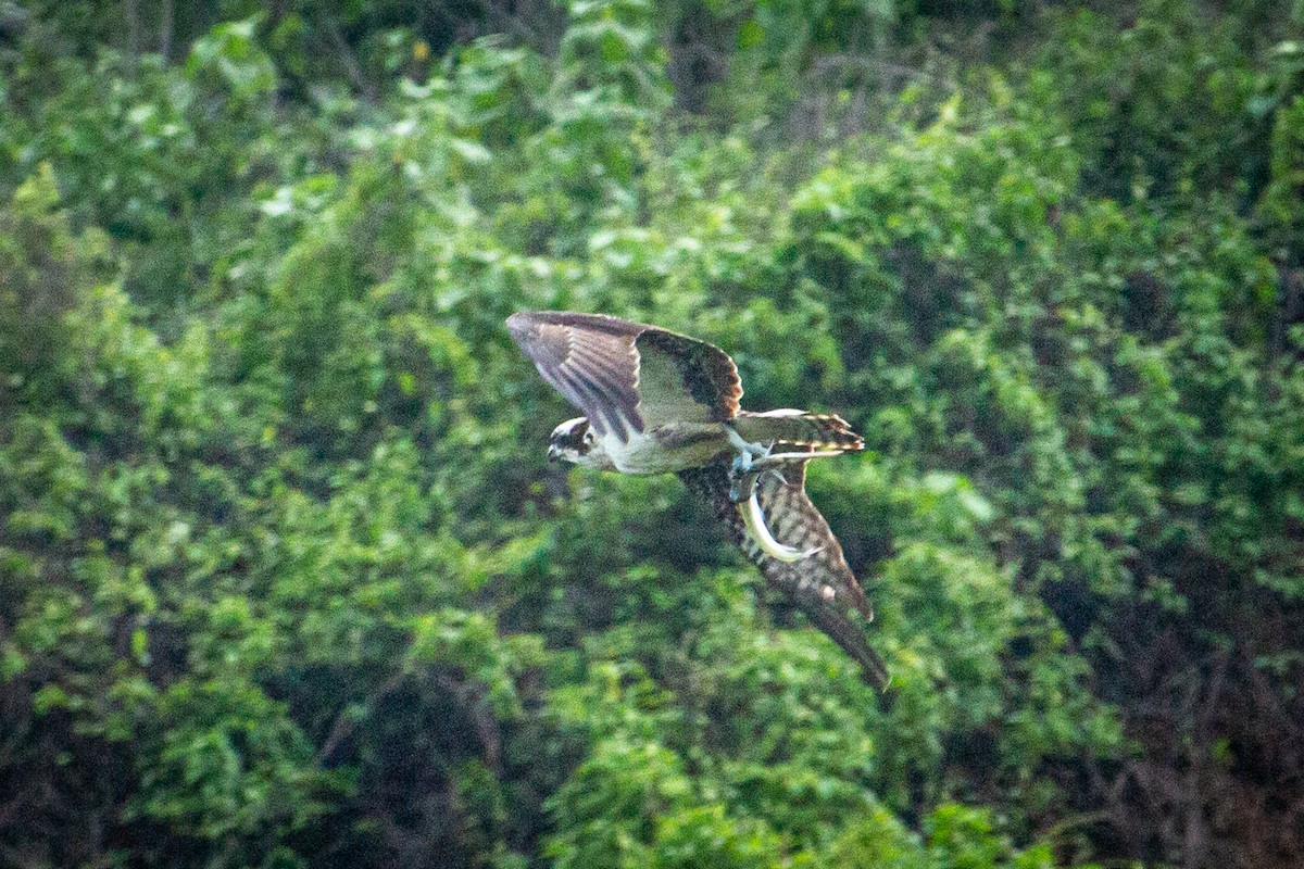 Osprey - Francisco Russo