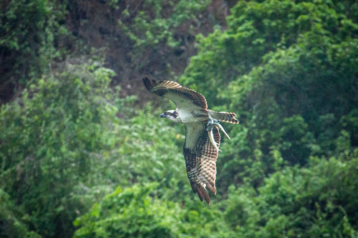 Osprey - Francisco Russo