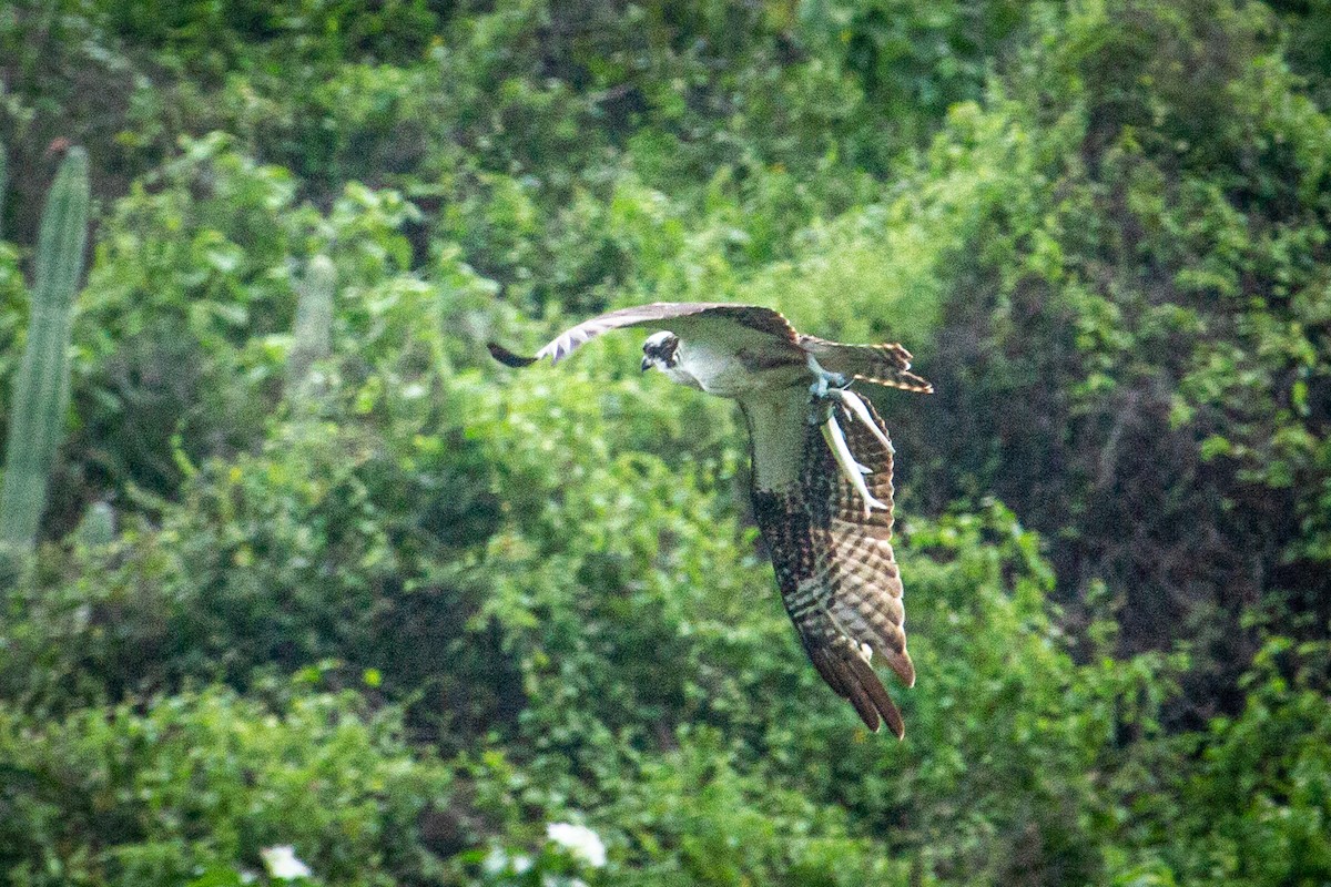 Águila Pescadora - ML610853717