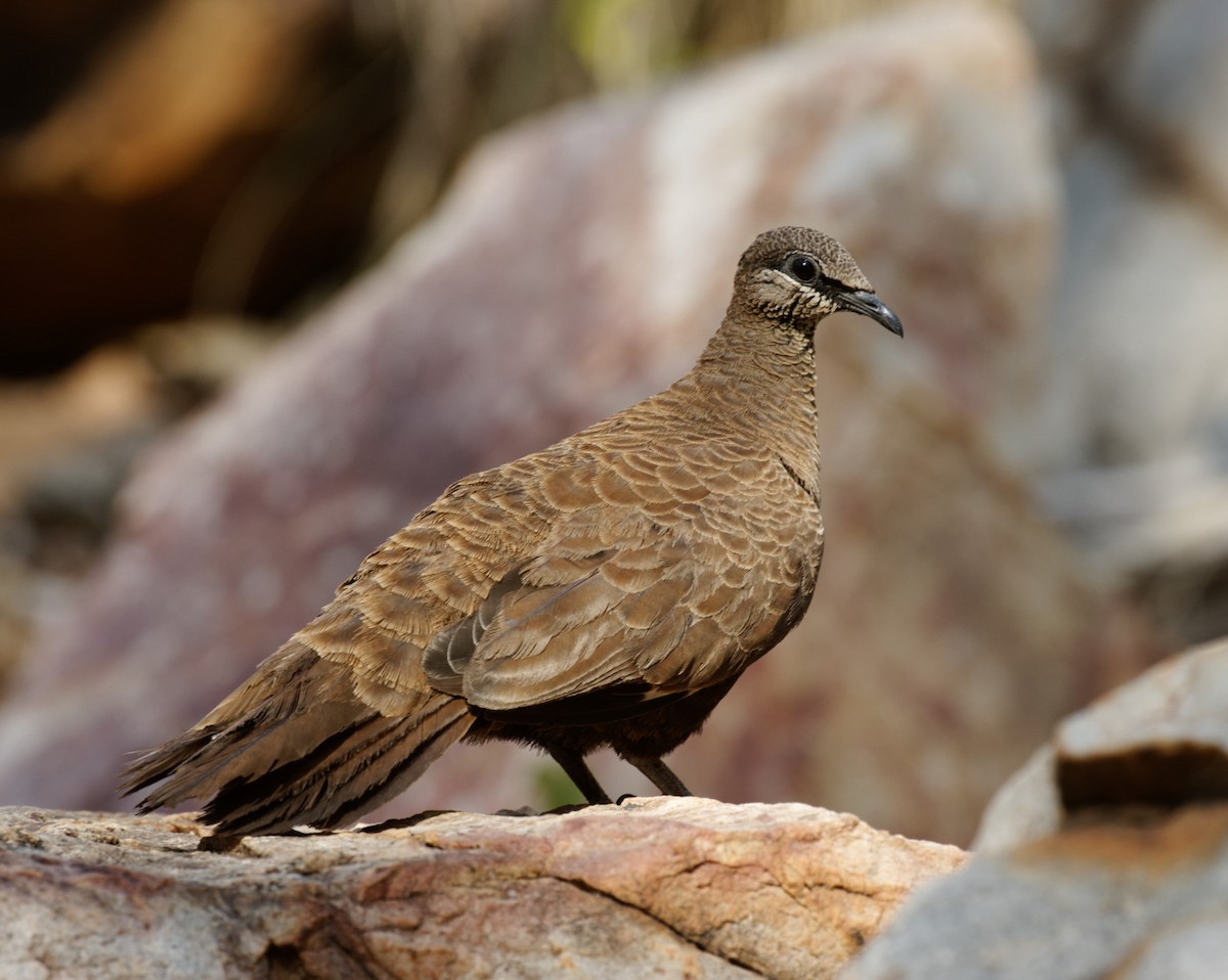 White-quilled Rock-Pigeon - ML610853721