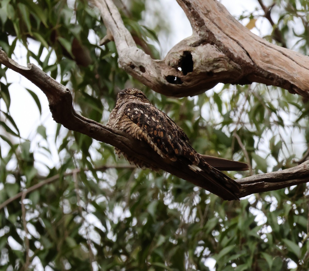 Lesser Nighthawk - ML610853734