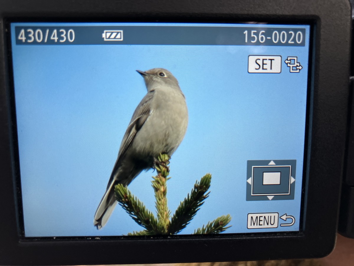 Townsend's Solitaire - ML610853736