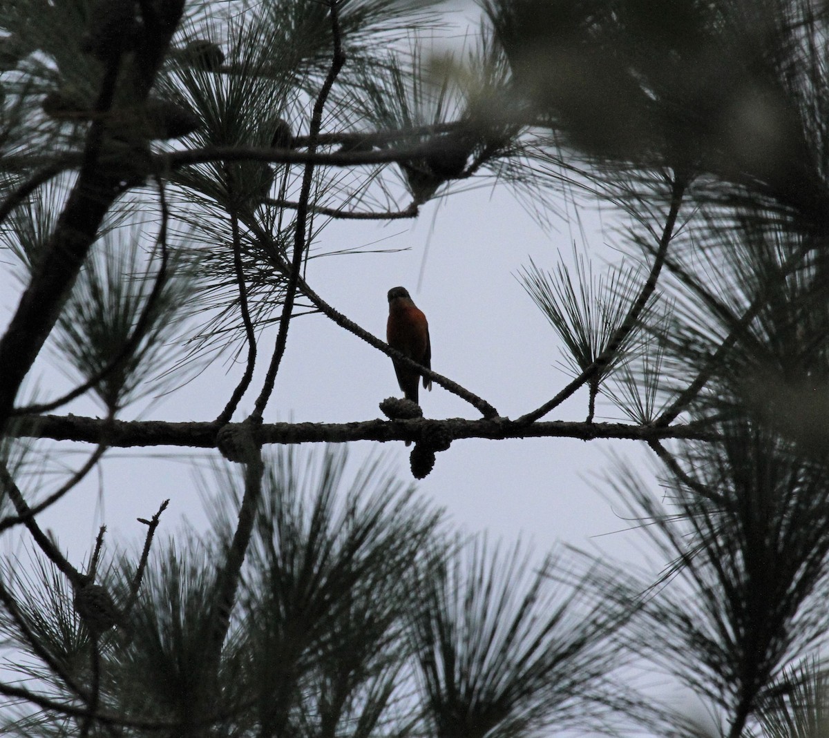 Scarlet Minivet - ML610853784