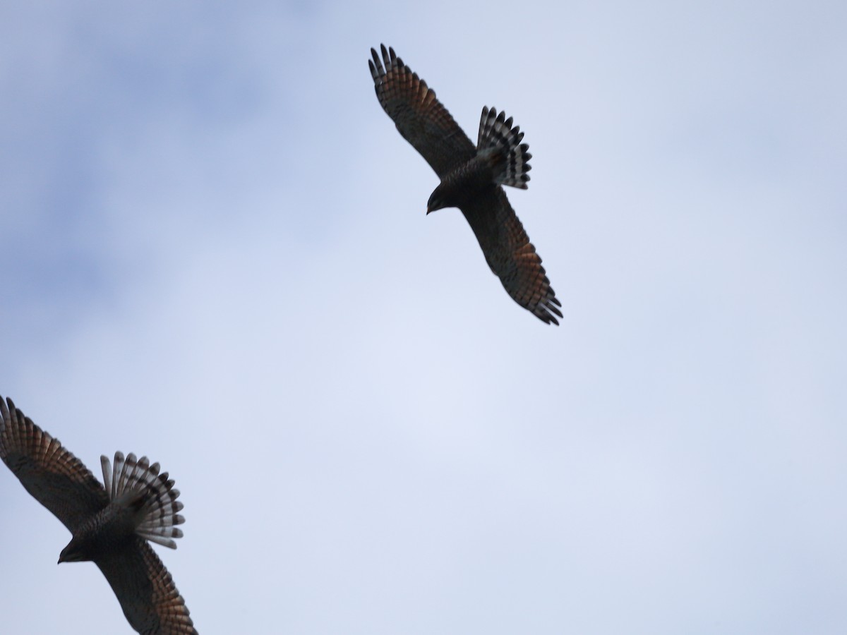 Gray-faced Buzzard - ML610853838