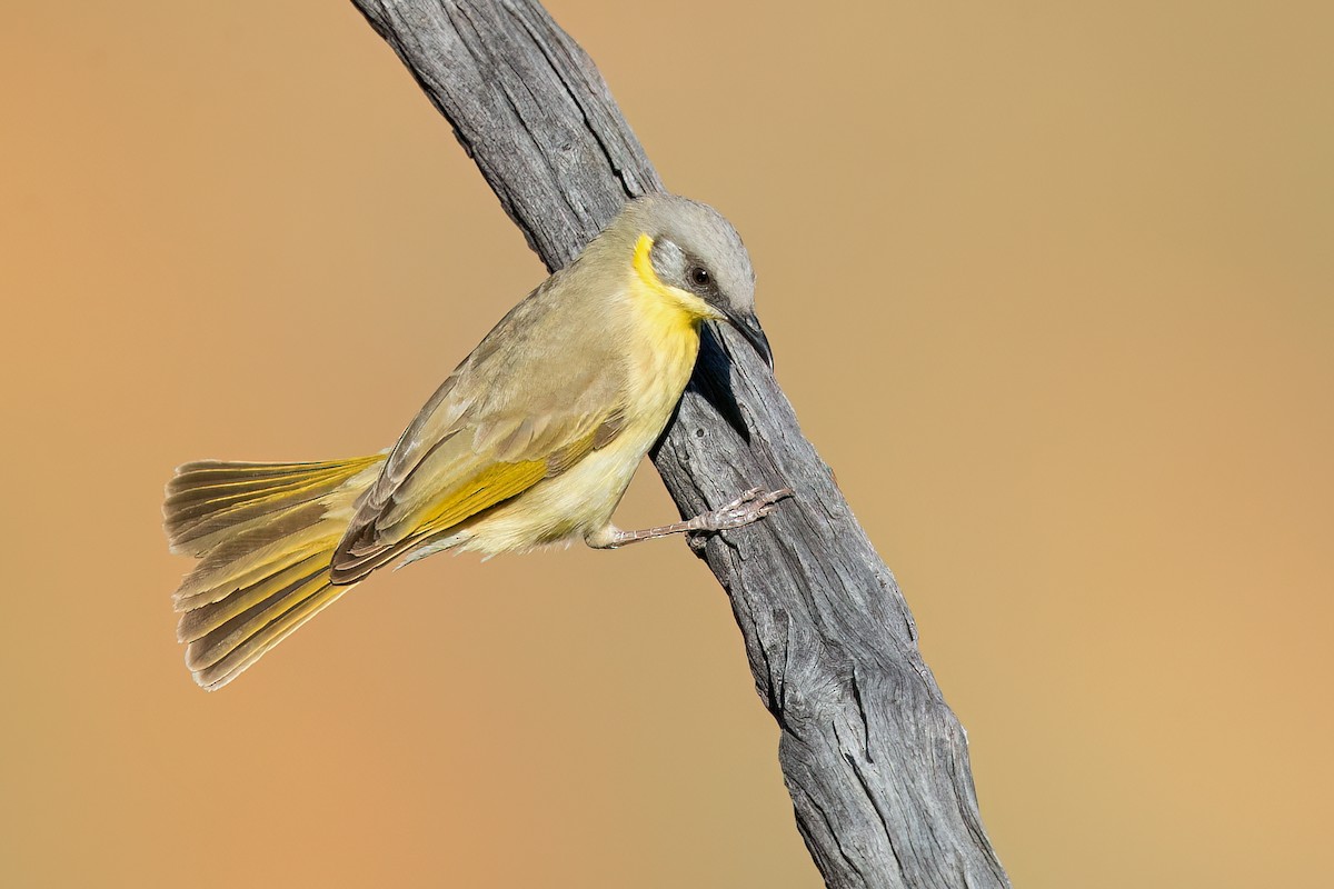 Gray-headed Honeyeater - David Irving