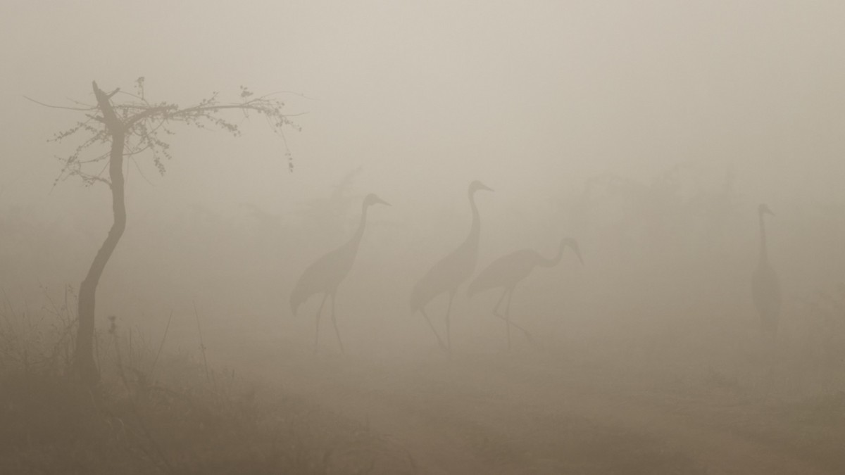 Brolga - Peter Bennet