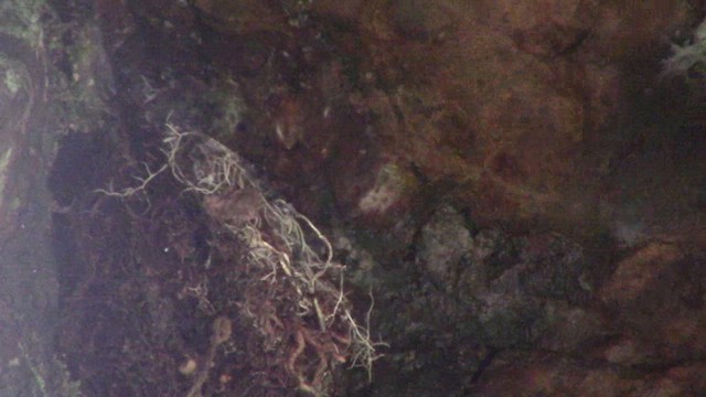 Salangane du Kinabalu - ML610853919