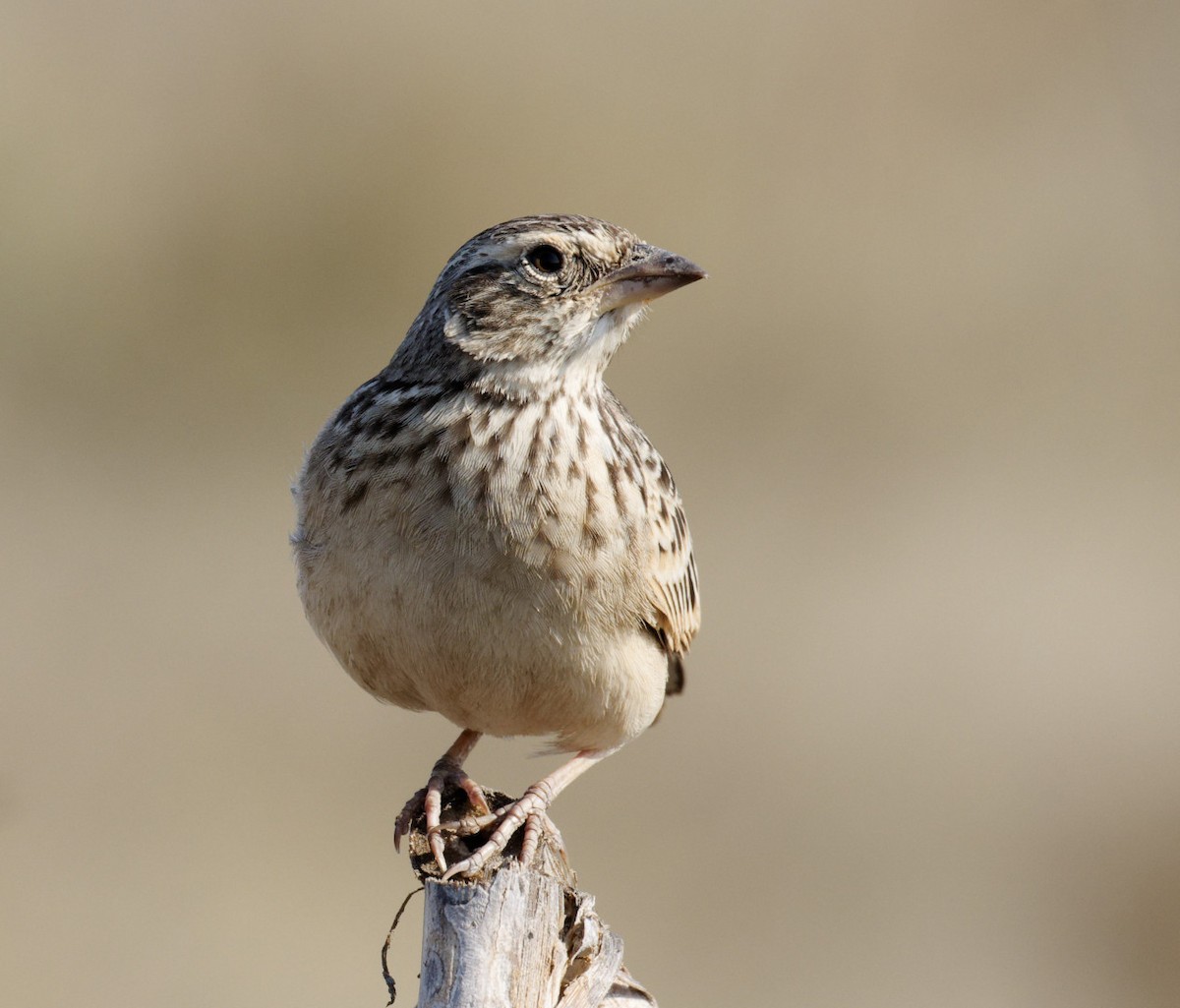 Singing Bushlark - ML610853936