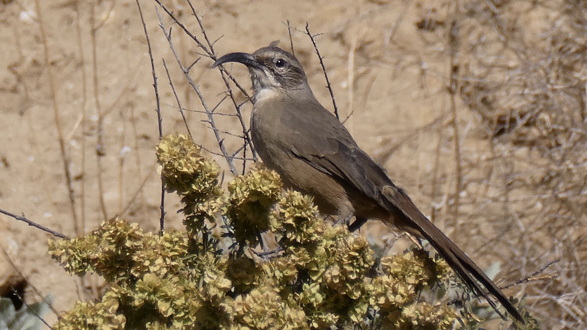 California Thrasher - ML610853962